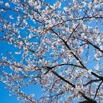 桜のシーズンの無料写真素材 - ID.14339｜ぱくたそ